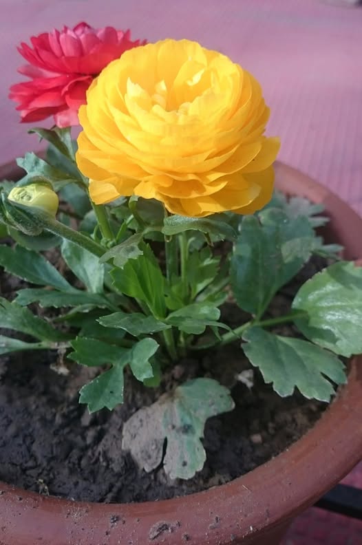 Yellow Ranunculus Asiaticus Flower Seeds for Planting – Heirloom, Non-GMO, Garden Favorite, High Germination