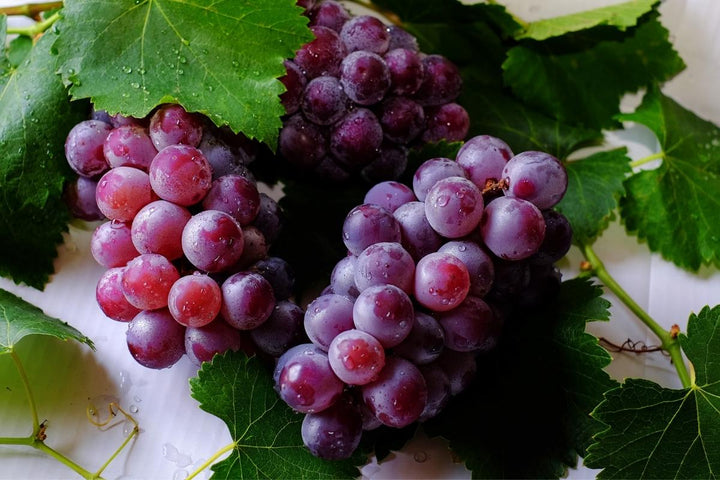 Ruby Grape Ruby Roman Grape Fruit Seeds – Heirloom, Non-GMO Seeds for High-Qualit ...