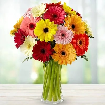 Mixed Colour Gerbera Flower Seeds for Planting – Heirloom, Non-GMO, High Germination, Organic Garden Seeds