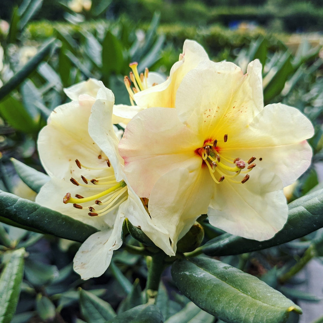 Rhododendron Flower Seeds for Planting Yellow – Shade Tolerant, Heirloom, Non-GMO, High Germination Organic Garden Seeds