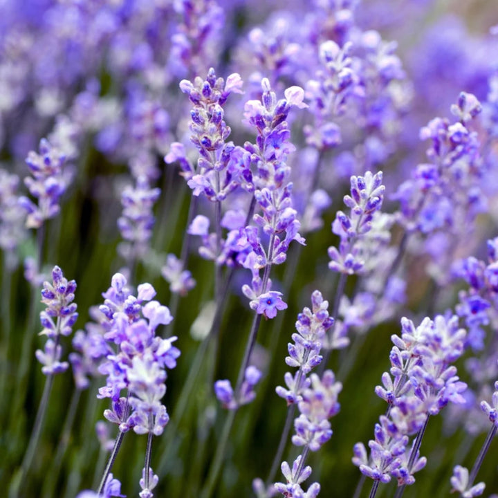 Lavender Flower Seeds for Planting – Wildflower Mix, Heirloom, Non-GMO, Organic Garden Seeds