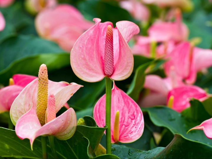 Anthurium Flower Seeds for Planting Pink – Heirloom, Non-GMO, High Germination Organic Garden Seeds