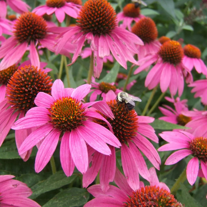 Echinacea ConeFlower Seeds for Planting – Heirloom, Non-GMO, High Germination Garden Seeds