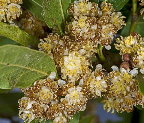 Flower Seeds, Seeds,Seeds For Planting,Plant Seeds