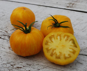Yellow Pork Chop Tomato Seeds for Planting – Heirloom & Non-GMO Sweet and Vibrant Culinary Variety