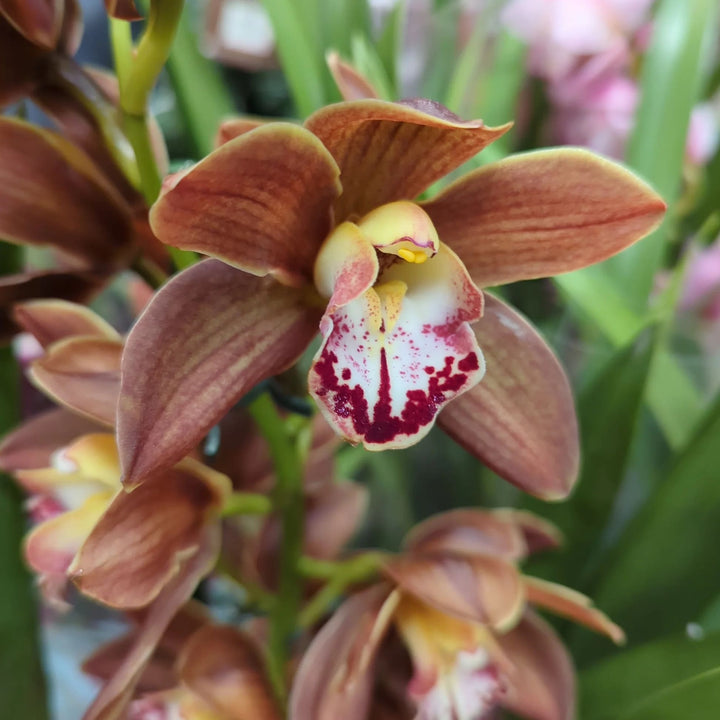 Cymbidium Orchid Flower Seeds for Planting – Heirloom, Non-GMO, Long Bloom, High Germination