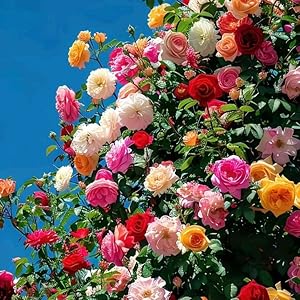 Mixed Rose Balcony Flower Seeds for Planting – Heirloom, Non-GMO, Low Maintenance Organic Garden Seeds