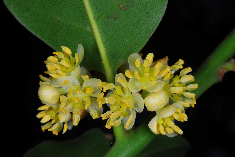 Laurus Nobilis Flower Seeds for Planting – Heirloom Non-GMO, High Germination Organic Garden Seeds