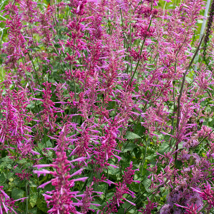 Agastache Cana Flower Seeds for Planting – Heirloom Non-GMO, High Germination Organic Garden Seeds