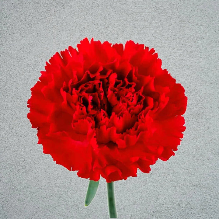 Carnation Red Flower Seeds for Planting – Premium Heirloom, Non-GMO, High Germination Organic Garden Seeds