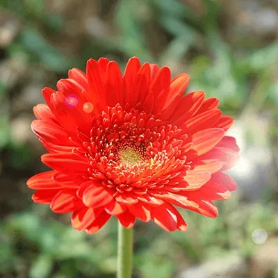 Red Gerbera Flower Seeds for Planting – Pollinator Friendly, Heirloom, Non-GMO, High Germination Organic Garden Seeds