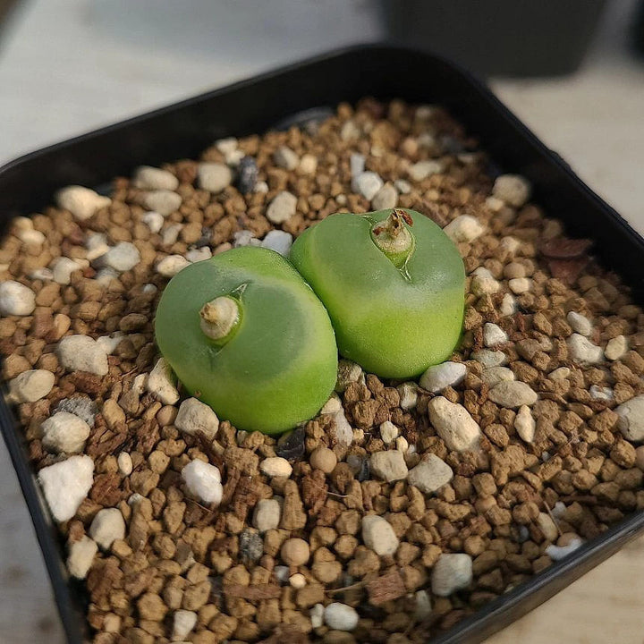Green Conophytum Ratum Flower Seeds for Planting – Heirloom, Non-GMO, Organic Garden Seeds