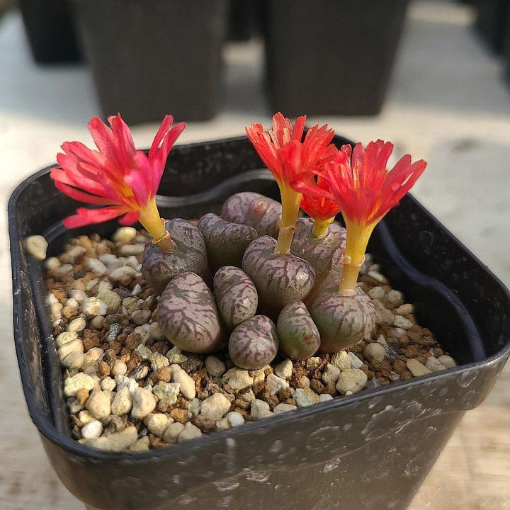 Red Conophytum Flower Seeds for Planting – Heirloom Non-GMO, Shade Tolerant High Germination Organic Seeds