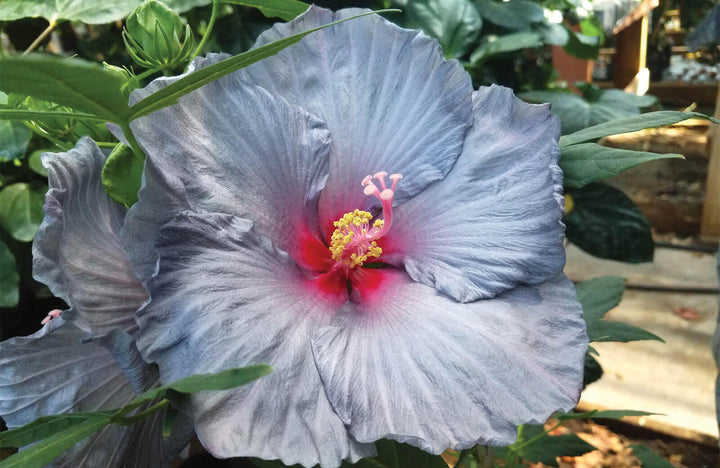 Ash Hibiscus Flower Seeds – Premium Heirloom Non-GMO Seeds for Home Garden & Vibrant Blooms