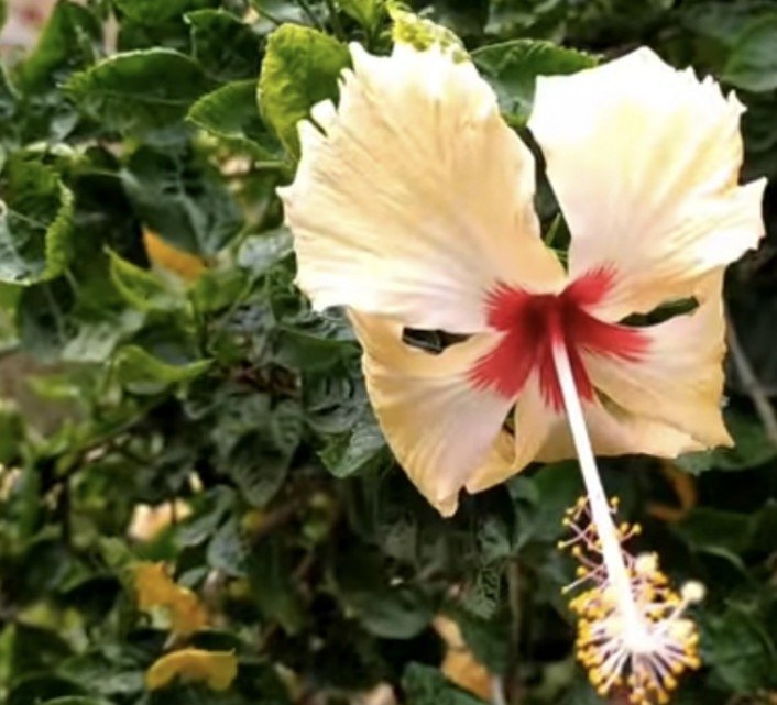 Yellow Hibiscus Flower Seeds for Planting – Heirloom, Non-GMO, High Germination Organic Garden Seeds