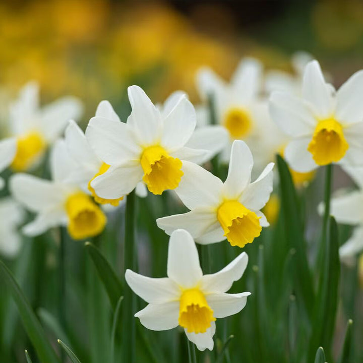 White Light Yellow Double Petals Narcissus Seeds for Planting – Heirloom, Non-GMO, Easy to Grow