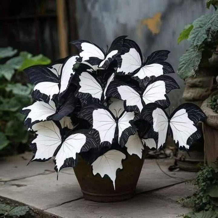 Grow Striking Black &amp; White Begonia Blooms with Elegant Butterfly-Like Beauty