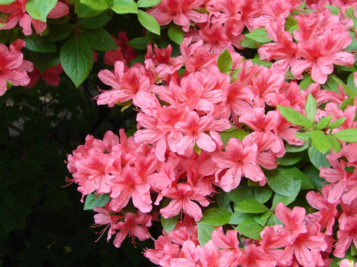 Japanese Rhododendron Azalea Flower Seeds for Planting- Bright Blooms, Heirloom & GMO Free Seeds for Home Garden