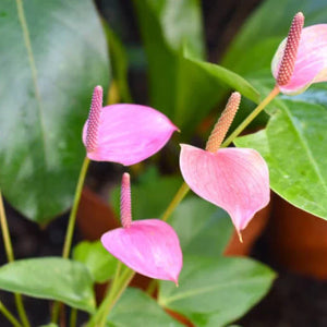 Flower Seeds, Seeds,Seeds For Planting,Plant Seeds