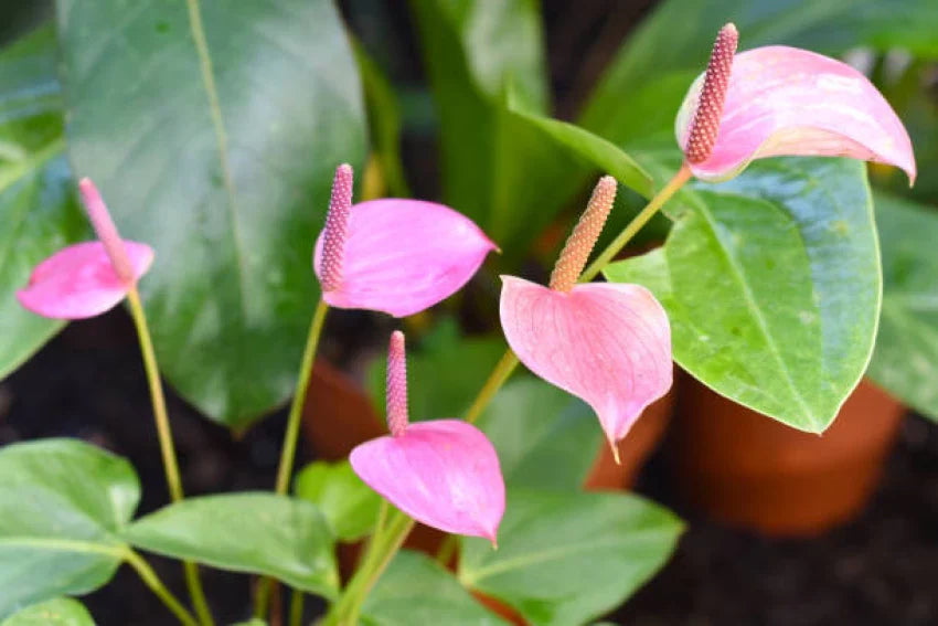 buy anthurium seeds Anthurium Flower Seeds for Planting - Bright Blooms, Heirloom & Non-GMO Organic Garden Seeds