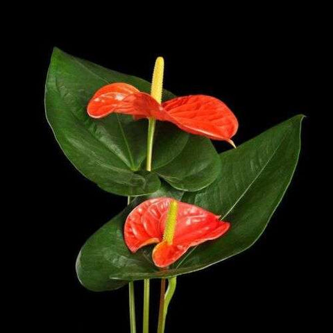 Flower Seeds, Seeds,Seeds For Planting,Plant Seeds