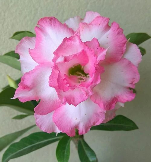 White Pink Adenium Flower Seeds for Planting – Heirloom, Non-GMO, Wildflower Mix, High Germination