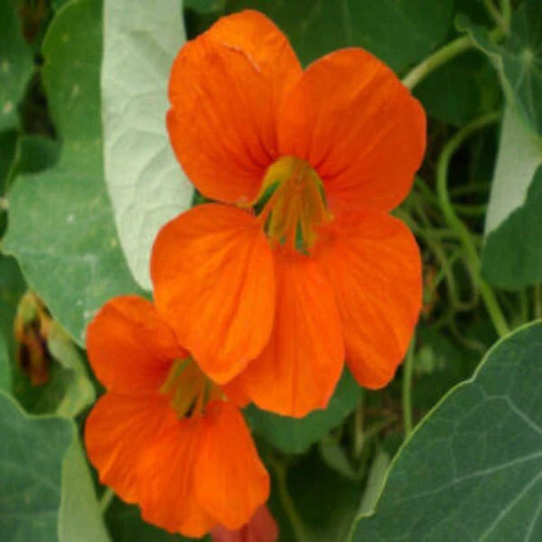 Orange Nasturtium Flower Seeds for Planting - Heirloom, Non-GMO, Drought-Tolerant Organic Garden Seeds