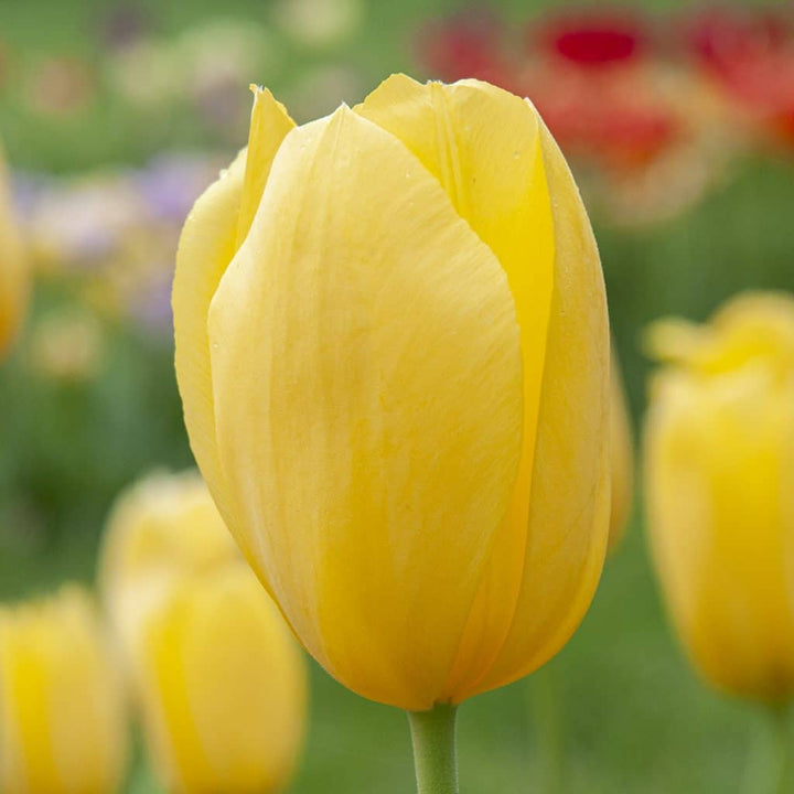 Flower Seeds, Seeds,Seeds For Planting,Plant Seeds