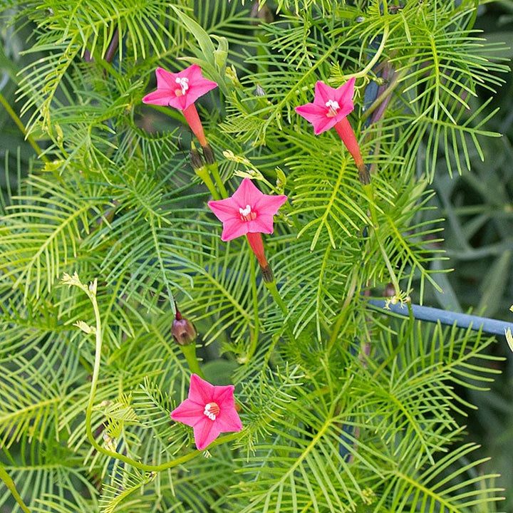 Annual Rose Cypress Vine Flower Seeds for Planting – Heirloom, Non-GMO, High Germination, Vibrant Colors