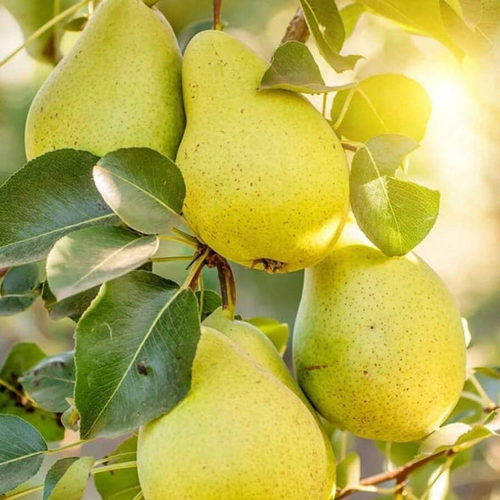 Sand Pear Fruit Seeds – Heirloom, Non-GMO Seeds for Sweet Juicy Orchard Planting