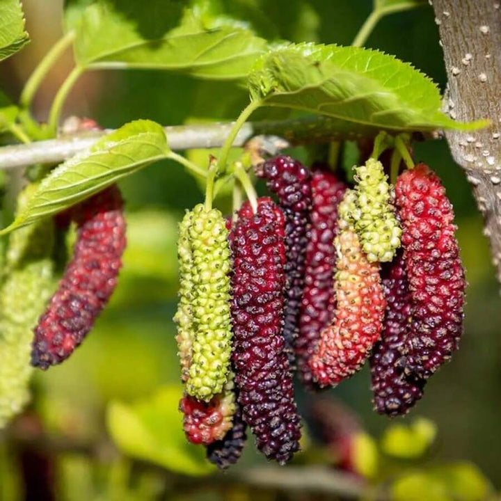 Mulberry Tree fruit seeds for planting - Heirloom & Non-GMO Garden seeds