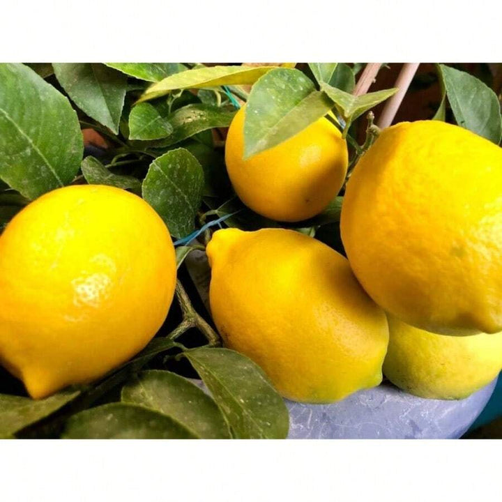 Lemon seeds for planting - Heirloom & Non-GMO citrus fruit tree garden seeds