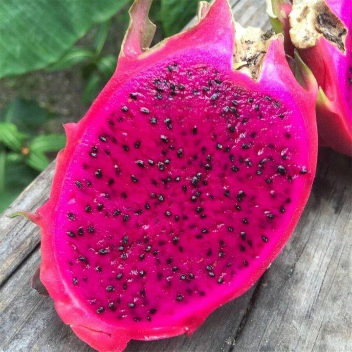Red Dragon Fruit Seeds for Planting – Heirloom, Non-GMO Vibrant Exotic Tropical Garden Fruit Seeds