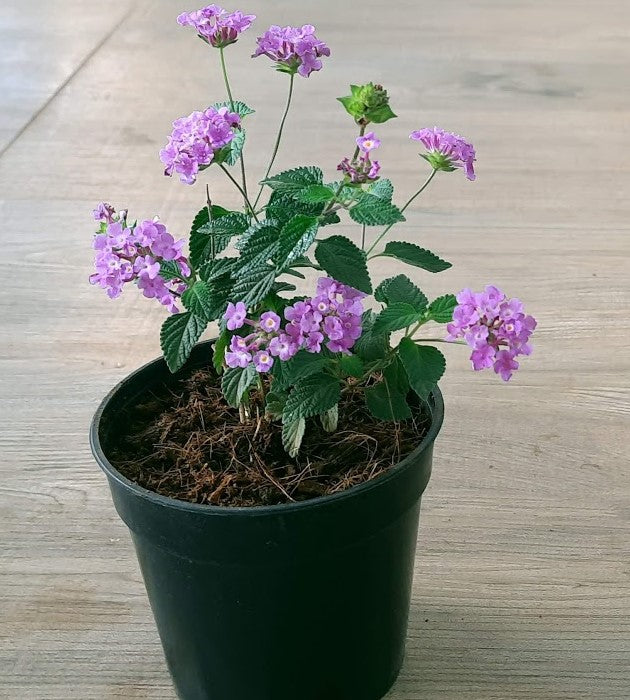 Violet Lantana Flower Seeds for Planting – Heirloom, Non-GMO, Long Bloom Season, High Germination