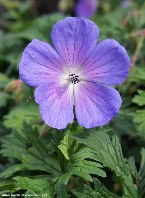 Blue Light Pink Geranium Flower Seeds for Planting – Heirloom, Non-GMO, High Germination Organic Garden Seeds