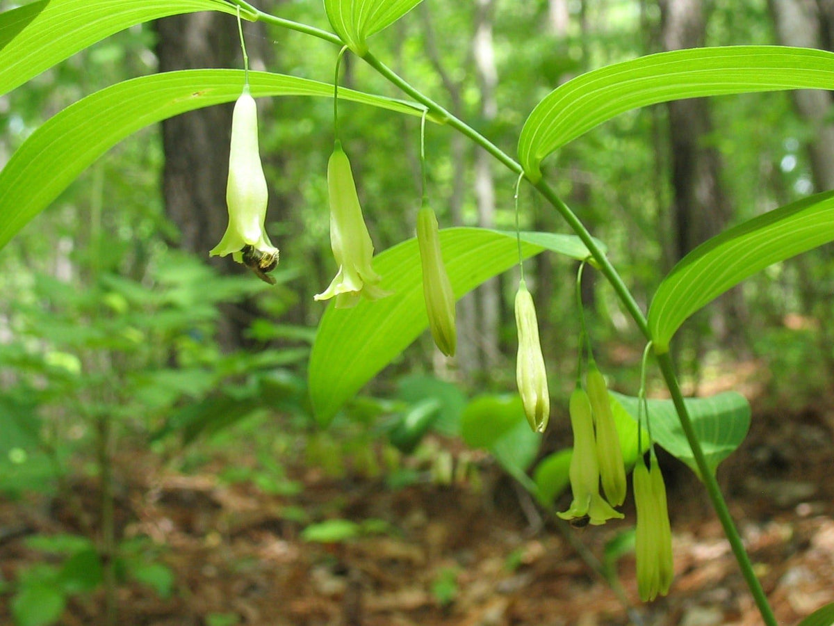 Green Polygonatum Solomon's Seal Herb Seeds for Planting – Heirloom, Non-GMO Culinary and Medicinal Garden Seeds