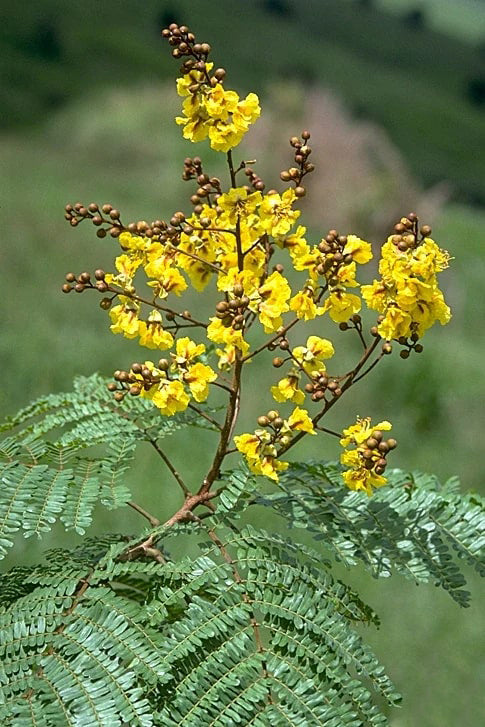 Peltophorum Flower Seeds for Planting – Heirloom, Non-GMO, High Germination Organic Garden Seeds