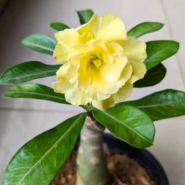 Yellow Green Adenium Flower Seeds for Planting – Heirloom, Non-GMO, High Germination Organic Garden Seeds