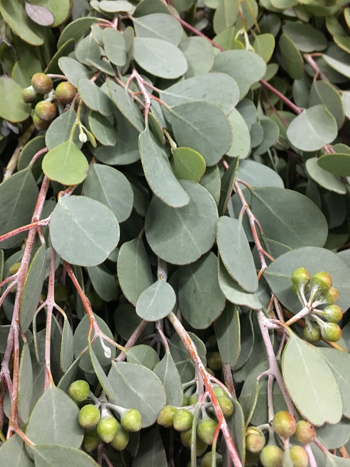 Eucalyptus Herb Seeds for Planting – Heirloom, Non-GMO Essential Seeds for Aromatic Gardens