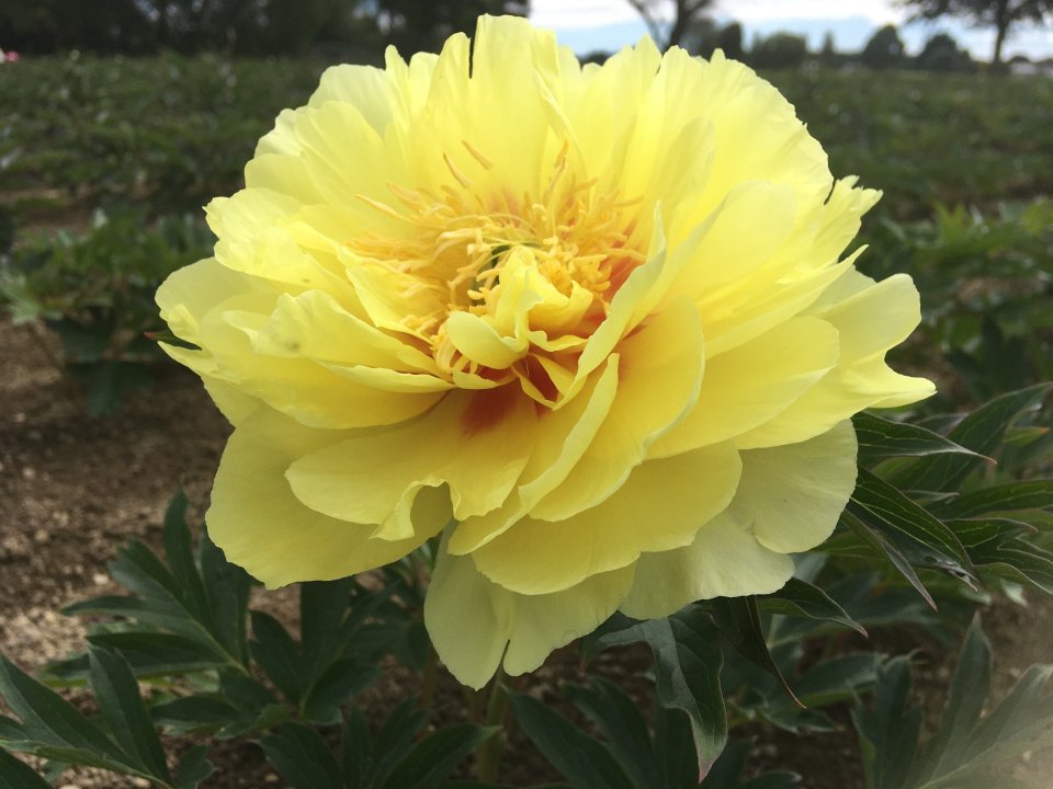 Yellow Peony Flower seeds for Planting - Bright Blooms, Heirloom & GMO Free Seeds for Home Garden | Non-GMO High Germination Organic Garden Seeds