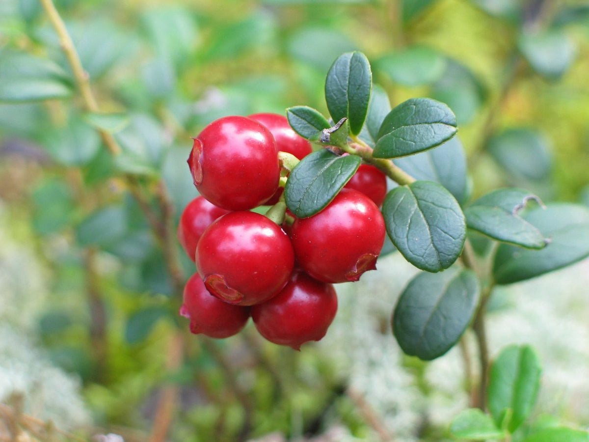 Lingonberry Fruit Seeds for Planting – Heirloom, Non-GMO Tangy Red Berry Garden Seeds for Home Growing