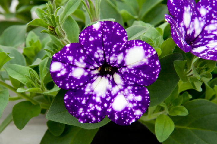 Dark Violet Starry Petunia Flower Seeds for Planting – Heirloom, Non-GMO, High Germination Organic Garden Seeds