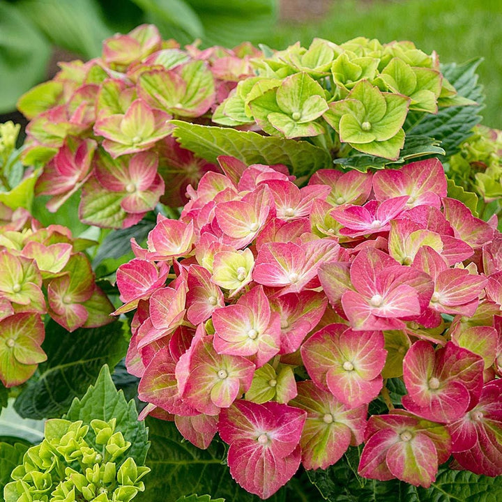 Flower Seeds, Seeds,Seeds For Planting,Plant Seeds