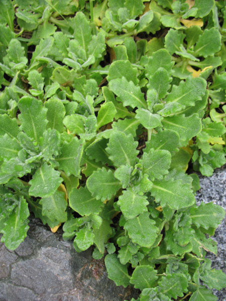Lime Green Rock Cress Flower Seeds for Planting – Vibrant Colors, Heirloom, Non-GMO, High Germination Organic Garden Seeds