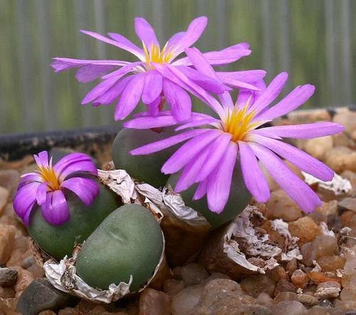 Pink Conophytum Herb Seeds for Planting – Heirloom, Non-GMO, Succulent Organic Garden Seeds with High Germination