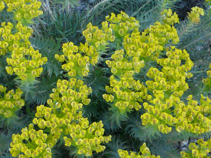 Blue Euphorbia Flower Seeds for Planting – Drought Tolerant, Heirloom, Non-GMO, High Germination Organic Garden Seeds