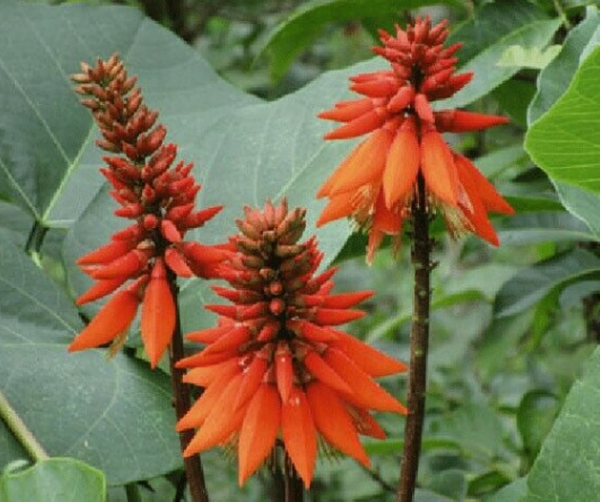 Arborescens Herb Seeds for Planting – Heirloom, Non-GMO Seeds Ideal for Beginner Gardeners