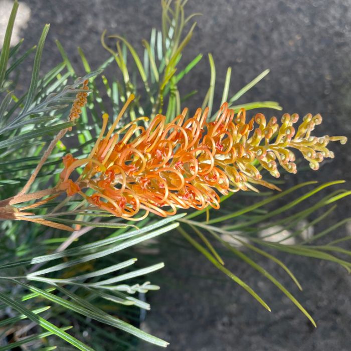 Colorful Grevillea Flower Seeds for Planting – Fragrant Blossoms, Heirloom, Non-GMO, High Germination Organic Garden Seeds