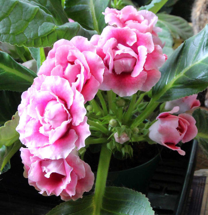 Gloxinia Flower Seeds for Planting Pink – Heirloom, Non-GMO, High Germination Organic Garden Seeds