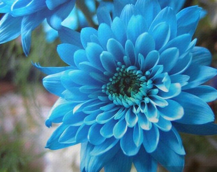 Sky Blue Chrysanthemum Flower Seeds for Planting – Heirloom Non-GMO, High Germination Organic Garden Seeds